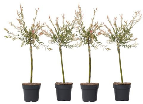 Plant in a Box - Salix integra Flamingo - Set de 4 - Maceta 12cm - Altura 60-80cm
