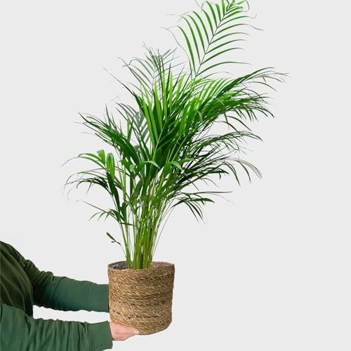 Goldfruchtpalme 100-110 cm Arecapalme Dypsis Lutescens – Große Luftreinigende Zimmerpflanze, Pflegeleicht– frisch aus der Gärtnerei – mit geflochtenem Seegraskorb – Green Me Up