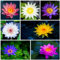30 Stück Lotus-Samen für die Bepflanzung im Wasser - leicht zu wachsen Lotusblume Samen mit hoher Keimung, Seerose für Teiche & Hausgärten