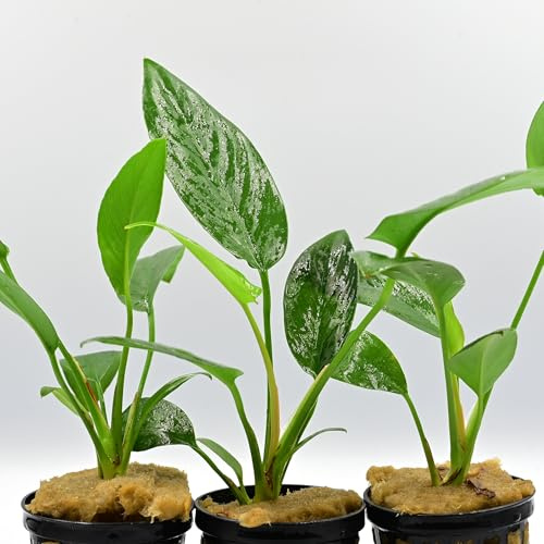 AquaBreedingSkill Set aus 3 Stück – Anubias Hastifolia – Aquarium Pflanzen echt für Süßwasser, lebende Wasserpflanzen für Aquarium, ideal für Fische & Garnelen – mit Pflanzenpass