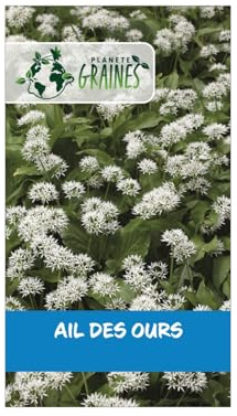 100 graines d'ail des ours - allium ursinum plante vivace comestible pour sous-bois et jardin
