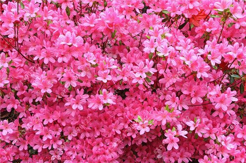 20pcs / bag Japanische Azalee Samen, Rhododendron Azalee, Blumensamen Baumsamen decken Blume 15 Farben 14 DIY Pflanze Hausgarten Bonsai