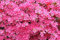 20pcs / bag Japanische Azalee Samen, Rhododendron Azalee, Blumensamen Baumsamen decken Blume 15 Farben 14 DIY Pflanze Hausgarten Bonsai