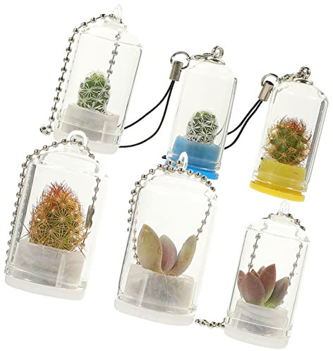 POPETPOP 6st Schlüsselanhänger Künstliches Sukkulenten-Terrarium Luftpflanzen Terrarium Sukkulenten-Kaktus-Terrarium Pflanzenvermehrungsstation Pflanzlicher Charme Glas Modell Baby Mini