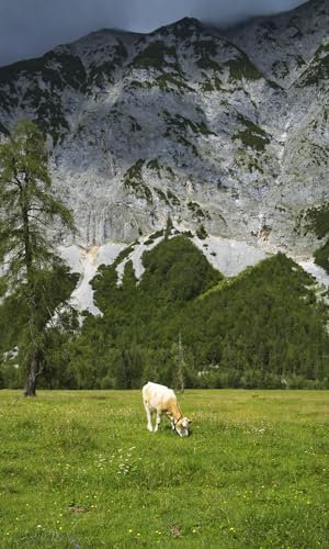 Rasch Tapete 364637 - Fototapete auf Vlies mit Bergen und einer Kuh auf einer Wiese in Grün und Grau aus der Kollektion Magicwalls - 2,65 m x 1,59 m (LxB)