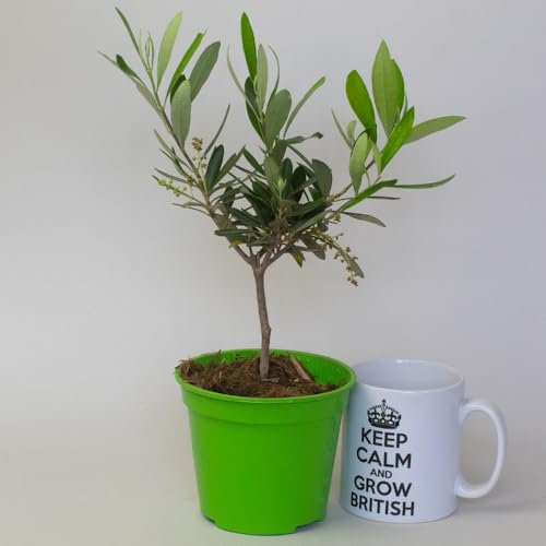 Olive Tree – Live Olives Plant for Indoors or Outdoors, Ideal House Plants or Garden Tree, Beautiful Indoor Plant for Home Décor – Easy Care Olive Trees in 12cm Pot
