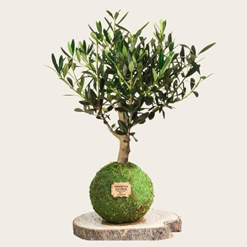 Kokedama Olivo - Kokedama Exterior| Bola de Musgo Vivo | Planta Natural | Planta Interior | Decoración Hogar | Fácil Cuidado y Mantenimiento