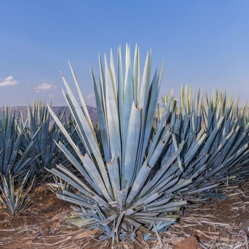 300 Pcs Agave Samen, Sukkulenten Samen, Herbst Deko, Exotische Pflanzen Winterhart Agave Pflanze Samen - Agave Americana - Pflanzen Für Sonnige Plätze, Kräuter Pflanzen Pflanzensamen,