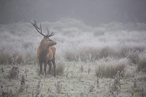 VLIES Fototapete-HIRSCH-(PF6543)-250x186 cm-Tiere Natur Rothirsch Damwild Geweih Reh Landschaft Wald Wiese Gebirge XXL Wandbild Poster Moderne Tapete