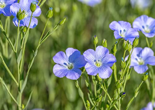 Gründüngung Blauer Lein Samen 60g Reicht für 10m² Bienenweide Gründünger Bodendecker Flachsblume Einjährig Blumensamen AlexLand