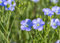 Gründüngung Blauer Lein Samen 60g Reicht für 10m² Bienenweide Gründünger Bodendecker Flachsblume Einjährig Blumensamen AlexLand