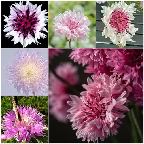 50 pcs kornblumen samen bodendecker winterhart mehrjährig flower seeds samen wildblumensamen blumensamen mehrjährig winterhart blumensamen geschenk samen anzucht blumenwiese samen