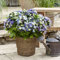 Hydrangea Plants Outdoor Garden Ready macrophylla 'Lady MATA Hari Blue' Royalty Collection Deciduous Hardy Shrub Easy to Grow Your Own Garden Flowers 1x 2-Litre Potted Plant by Thompson & Morgan