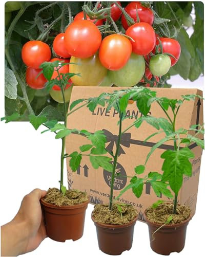 Tumbling Tom Tomato Plants for Hanging Baskets - 3 Large Live Trailing Plants for Summer Planting Outdoor. 10.5cm Potted Size. Well Rooted & Established, Giving You a Head Start for Faster Cropping.