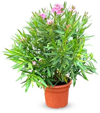 Sunny Tree Oleander - farbe Rosa - 80/100 cm - Nerium Oleander Pflanze für draußen - Immergrün im Winter - Mediterrane Pflanze
