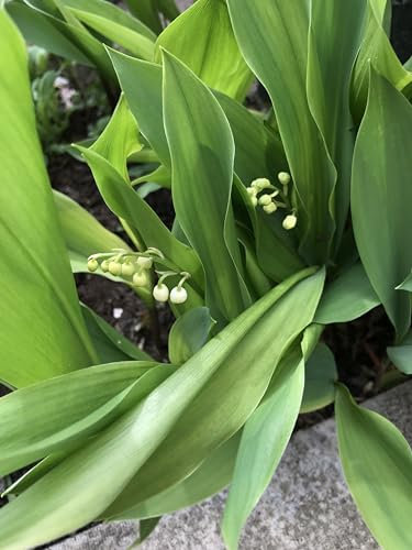 5 containerised Lily of The Valley (Convallaria majalis) in 9cm pots. Includes Postage