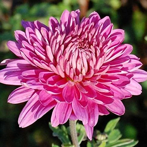 Winteraster Manito - Chrysanthemum hortorum - lebende Gartenpflanze aus den Baumschulen