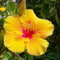 XHLKD-Y Gold Hibiskus Pflanze Winterhart Gartenhibiskus Blumensamen TüTchen Gastgeschenk Winterharte Pflanzen FüR Garten Wildblumensamen Blumenwiese Samen Gartenpflanzen Geschenk 100 Bio Saatgut