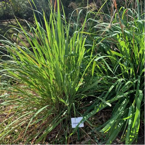 Lot de 200 Graines Semences de Citronnelle - Citron - Aromatique - 34