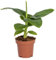 Bloomique - Musa Oriental Dwarf - Bananenpflanze - Zimmerpflanzen - Pflegeleicht - Haustierfreundlich - Höhe 20-30 cm - Topf 12 cm