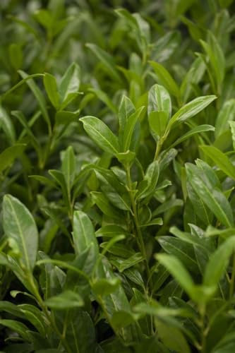 Prunus laurocerasus 'Herbergii' 125-150 cm - Kirschlorbeer, immergrün, weiße Blüten im Frühjahr, ideal als Hecke, pflegeleicht und winterhart