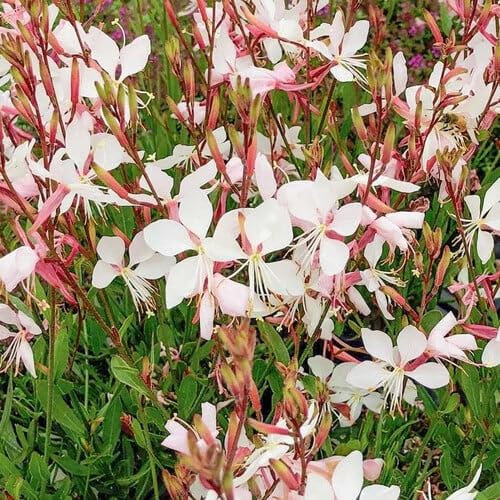 Plant World Seeds - Gaura Lindheimeri Mix Seeds (Annual/Perennial Flower Seeds)