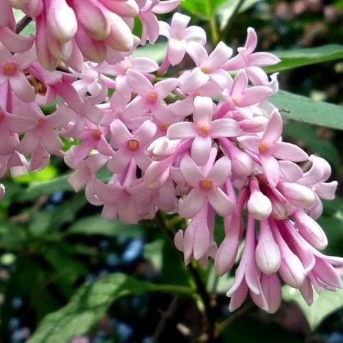 20 Samen ungarischen Lilac Bush Seeds (Ungarischer Flieder)