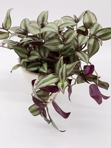 Zebrakraut Tradescantia zebrina - Luftreinigende Zimmerpflanze, Pflegeleicht und Schnellwachsend ⌀13 Topf