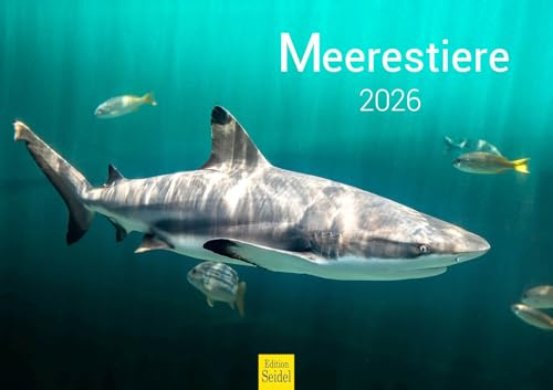 Edition Seidel Premium Kalender Meerestiere 2026 Format DIN A3 Wandkalender Tierkalender Delfine Wale Haie Quallen Schildkröten Rochen Clownfische Korallen Fische Meer Ozean Unterwasserwelt