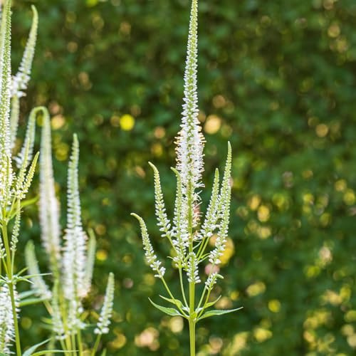 Garten-Schlüter® Ehrenpreis 'Schneeriesin' im 0,5-Liter-Topf – Veronica longifolia – aufrechte Staude mit langen Blütenkerzen – reinweiße Blüten