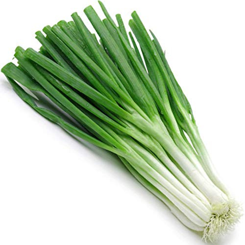 Welldales 50 Spring Onion Seeds for Gardens Pots & Greenhouses Large Stem Vegetables