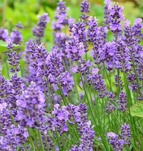 Echter Lavendel Essence Purple - großer Topf - Lavandula angustifolia - lebende Gartenpflanze aus den Baumschulen