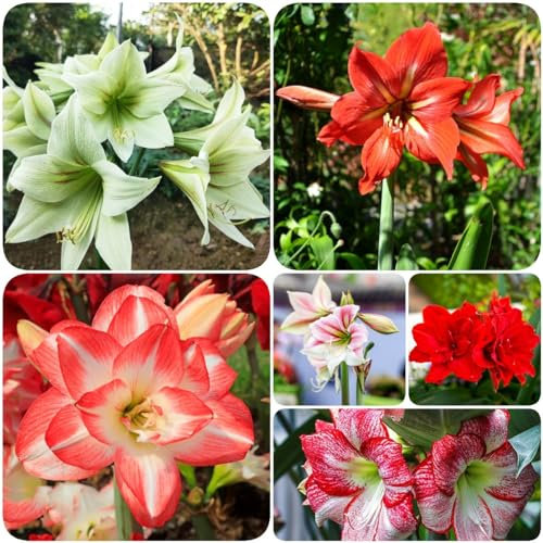 2 pcs amaryllis pflanze zwiebel - pflanzen deko frühlingsblumen zwiebeln,Hippeastrum rutilum zwiebeln, kräutergarten blumenzwiebeln winterhart robuste balkonpflanzen winterhart