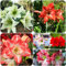 2 pcs amaryllis pflanze zwiebel - pflanzen deko frühlingsblumen zwiebeln,Hippeastrum rutilum zwiebeln, kräutergarten blumenzwiebeln winterhart robuste balkonpflanzen winterhart
