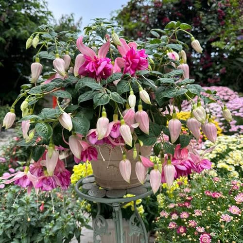 fuchsien pflanzen samen - pflanzen winterhart draußen, bonsai samen gartenblumen, bio samen garden, pflanzensamen hochbeet balkon, saatgut wildblumen, alte sorten saatgut gartenblumen 50pcs