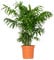 Bloomique - Chamaedorea Elegans - Bergpalme - Zimmerpflanzen - Luftreinigend - Tierfreundlich - Pflegeleicht - 60-80 cm Hoch - Topf 18 cm
