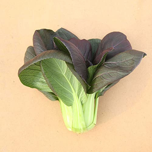 Cabbage Seeds - Pak Choi - Red Choi - Hybrid - 2 g Packet ~360 Seeds - Non-GMO, F1 Hybrid - Asian Garden Vegetable