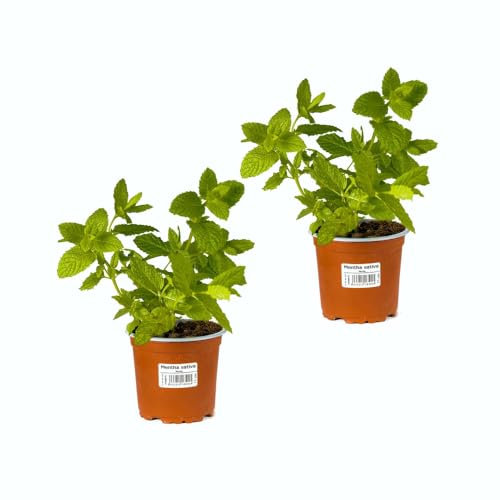 Planta Natural Hierbabuena Hierba Aromática para Cocktails