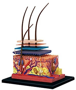 4D Anatomisches Modell Der Menschlichen Haut Und Der Pilose Organe, 19 -Stück -Didaktisches Modell - Geeignet Für Das Didaktische Modell Für Präsentationstools Im Klassenzimmer