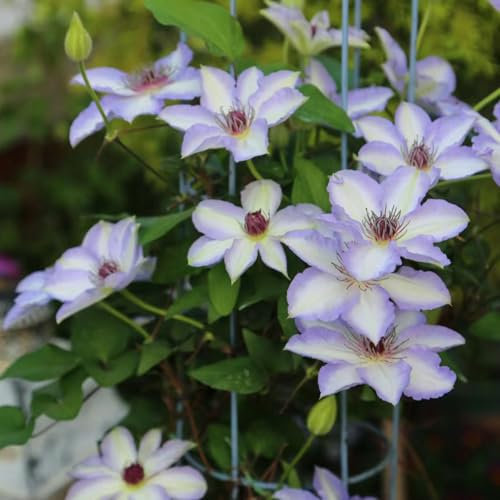 1 pcs clematis winterhart mehrjährig zwiebeln, Klematis, ausgefallene geschenke, extrem winterharte kübelpflanzen clematis pflanzen zwiebel - Clematis florida - blumenzwiebeln frühblüher,