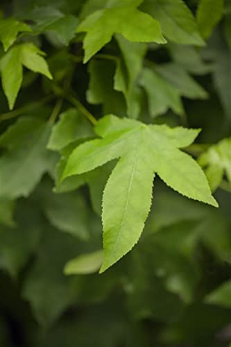 Liquidambar styraciflua 'Gumball' 40 cm Stammhöhe – Winterhart, Mehrjährig, Pflegeleicht – Amberbaum – Zierbaum für Vorgarten & Kübel