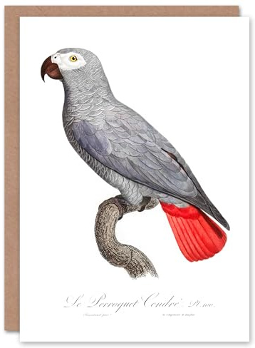 Artery8 Francois Levaillant Art Card Psittacus Erithacus Grey Parrot