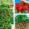 Erdbeerpflanzen 'Albion' Klettererdbeeren, Immertragende ab März - Set mit 10 Pflanzen ERDBEEREN - Winterhart, Mehrjährig Frostbeständig, Sommerertrag für Garten und Balkon