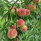 5 pcs Pfirsichbaum Samen, garten geschenke samen alte sorten peach samen, Prunus persica, Pfirsichbaum, obstbaum, sukkulenten samen exotische früchte winterharte stauden obst samen