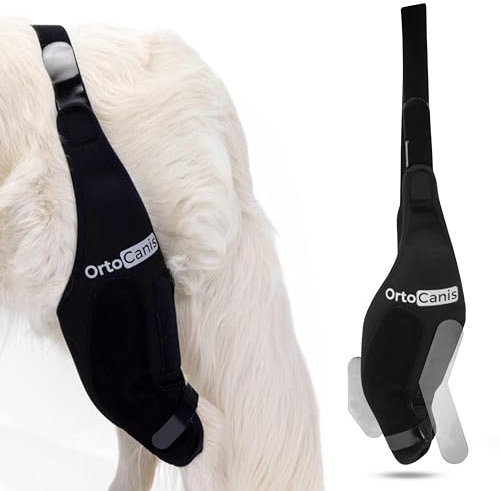 Ortocanis - Kniebandage mit Leckschutz Hund - Knieschiene Linke Hinterbein - Kreuzbandriss, Kniescheibenluxation und nach Operationen - Speziellem Neopren - Größe: XL de 37 a 42 cm