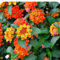 LANTANA CAMARA vaso 14cm Terre di Romagna. Bellissima forte resistente Made in Italy