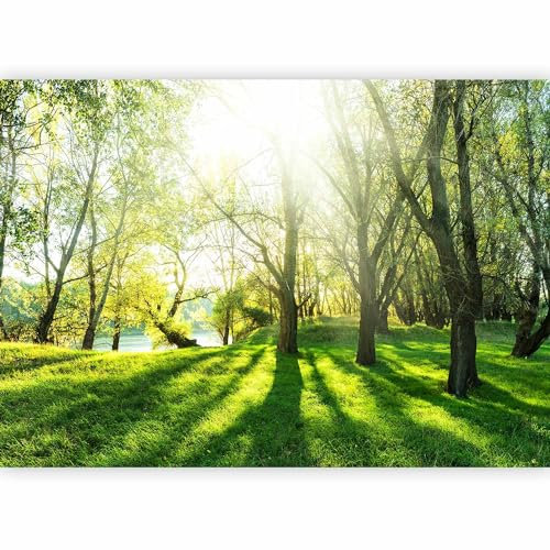 murando - Photo Wallpaper Forest 343x256 cm / 135x97 - Peel and Stick Self-Adhesive Foil Print Wall Mural Decoration Picture Design Modern - Landscape Sun Green Nature Trees c-B-0336-a-a