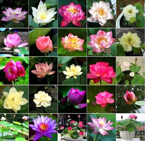 50 Stück verschiedenfarbige Lotusblumensamen, Winterharte Lotus Blumen. Bonsai Schalenlotus-samen mit kostenlosem Dünger. aus China,Nicht-GM-Lotusamen. Für Wohnung & Garten Deko: Schüssellotussamen