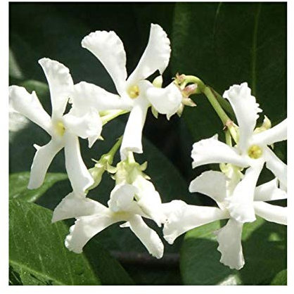 Trachelospermum jasminoides 12cm Pot Size
