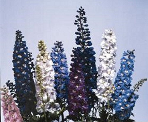 Delphinium 'Magic Fountains Mixed' x 6 Medium Plug Plants - Hardy Perennial